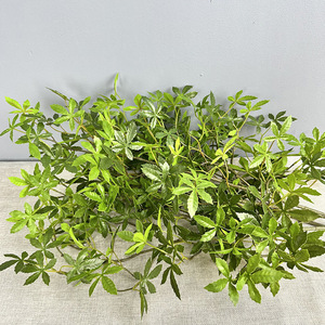 Nouvel Arrivage Artificielle Japonaise Andromeda <span class=keywords><strong>Pieris</strong></span> <span class=keywords><strong>Japonica</strong></span> Tige Verdure Feuilles Latex Real Touch Décoration de boutique de mariage - Product Image 3