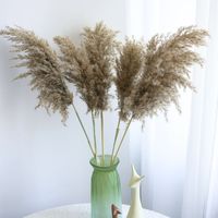Buket ekor kelinci rumput Pampas kering abu-abu kecil oleh produsen untuk Natal dan Hari Ibu grosir tersedia