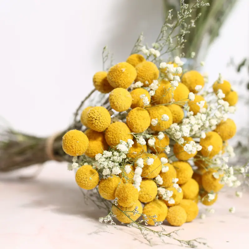 Factory Wholesale Dried Craspedia Amazon's hot seller preserve home decor Preserved flowers and plants wedding Billy Balls