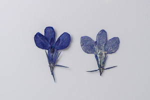 DIY — Scrapbooking <span class=keywords><strong>Lobelia</strong></span> Erinus, résine époxy, bricolage, plante naturelle, écologique, véritables fleurs pressées - Product Image 4