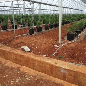 Fabricant d'approvisionnement pot de plantation rond <span class=keywords><strong>carré</strong></span> de myrtille pour la culture de myrtilles - Product Image 4