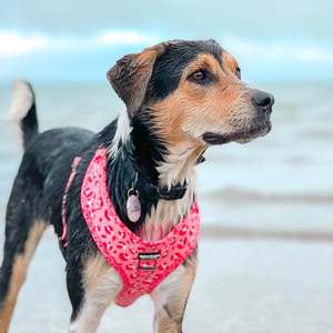 Harnes anjing dan Set tali anjing dapat disesuaikan Harness anjing tidak menarik tanpa tersedak Harness anak anjing untuk berjalan untuk kecil, sedang, hewan peliharaan besar - Product Image 4