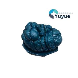 Modelo <span class=keywords><strong>de</strong></span> Sección Transversal Serial del Cerebro Humano para Enseñanza <span class=keywords><strong>de</strong></span> Anatomía - Herramienta Educativa <span class=keywords><strong>de</strong></span> Neuroanatomía - Product Image 1