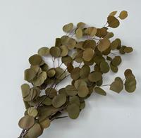 Bunga Eucalyptus Kering Alami Berkualitas Tinggi Harga Grosir 60cm+ untuk Hari Ibu, Thanksgiving, Valentine