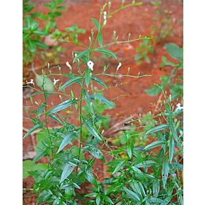 Andrographis Paniculata, Suplemento Herbal Natural, Refuerza el Sistema Inmunológico, Mejora el Bienestar General, Reduce la Inflamación - Product Image 4