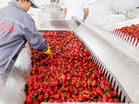 Séchoir à bande maillée pour jujubes séchées et pruneaux, machine industrielle automatique de séchage de fruits contrôlée par PLC pour la transformation alimentaire