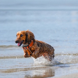 Nouveau traceur GPS pour chien de chasse, traceur GPS étanche pour animaux de compagnie, collier de suivi GPS pour chiens de chasse, traceur GPS mini pour chasseurs - Product Image 2