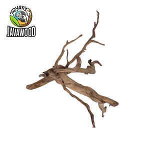 เครื่องประดับธรรมชาติและของตกแต่ง Aquascape แมงมุมไม้และไม้เนื้อแข็ง ALTINGIA EXCELSA ต้นฉบับจากอินโดนีเซีย - Product Image 3