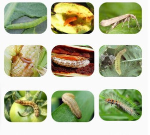 Precio al por mayor Clorfenapyr 360g/l SC 240g/l 24% 36% para el control de plagas de insectos en colillas - Product Image 6