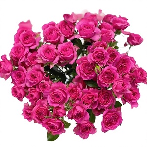 Ramo de Rosas Largas Multicabeza con Base de Burbujas para <span class=keywords><strong>el</strong></span> Día de la Madre, Venta al por Mayor, Compra en Grupo, Suministro de Kunming, Yunnan - Product Image 1