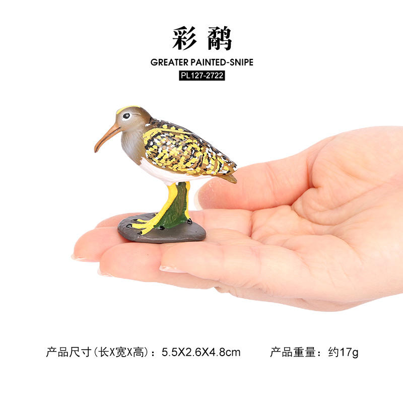 2722 Chorro pintado mayor