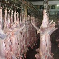 Projet clé en main d'équipement d'abattage de 1000 moutons, machine d'abattage de moutons, ligne d'abattage de moutons