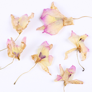 กล้วยไม้สกุลหวายแท้ - Product Image 3