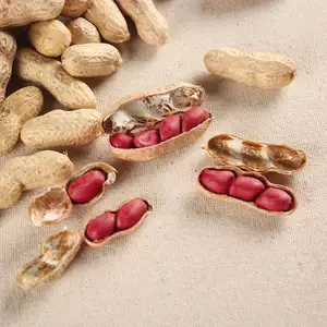 Vender amendoim de pele vermelha de alta qualidade recém-produzido