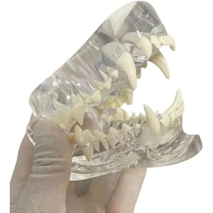 Modèle anatomique transparent de dents d'animaux, mâchoire dentaire pour outil éducatif vétérinaire (chien) transparent - Product Image 4
