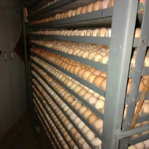 Incubateur de haute qualité à contrôle automatique de la température 96/112 incubateur d'œufs pour œufs de poule œufs à couver Mini incubateur par exemple