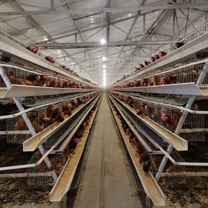 Facile à nettoyer <span class=keywords><strong>Cage</strong></span> à poulets en couches à haute efficacité Cages automatiques à couches de type H <span class=keywords><strong>Cage</strong></span> à poulets à fumier manuelle pour ferme avicole - Product Image 4