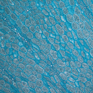 Microscópio Biológico de Pesquisa Trinocular de Alta Qualidade BestScope BS-2082 com Sistema Óptico Infinito - Product Image 4