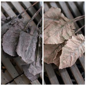 ใบเขตร้อนเทียมใบ Malus ใบ2024เทียม alocasia <span class=keywords><strong>caladium</strong></span> <span class=keywords><strong>Bicolor</strong></span> ใบไม้ประดิษฐ์สำหรับตกแต่ง - Product Image 2