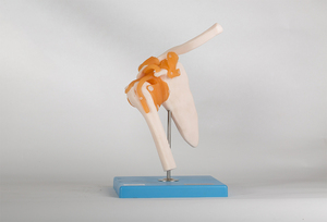 Modelos De ciencia médica, articulación del hombro, <span class=keywords><strong>esqueleto</strong></span> humano, modelo anatómico GD/A11209/1 - Product Image 3