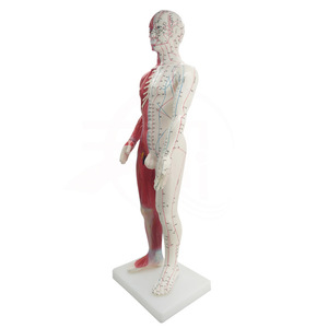 Modèle de points d'acupuncture en plastique coloré de 60 cm grandeur nature pour l'enseignement et l'apprentissage de la médecine chinoise - Product Image 5
