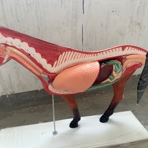 Modèle anatomique 3D détachable de cheval pour la science médicale - Product Image 5