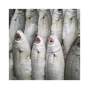 Frozen Shad Fish China Trade,Buy China Direct From Frozen Shad Fish  Factories at