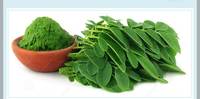 Pabrik Bubuk Daun Kelor Harga Bubuk Daun Kelor