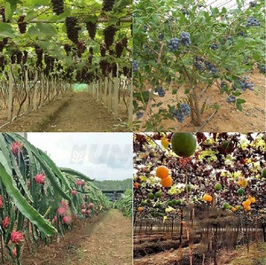 Farm Implement Bury Grape Vine Overwintering Machine Grape Rattan Burying Machine For Sale - Product Image 6