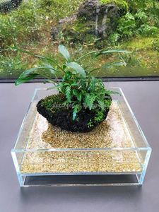 2023新製品アクアテラリウムタンクガラス空気の森水族館水生植物ポット成長キット - Product Image 2