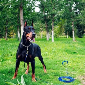 Kit de Correa y Poste de Acero para Perros, Resistente a Mordeduras, Correa de Cable de Acero Antitirones con Ganchos Dobles Resistentes, Set de Entrenamiento para Pasear Perros - Product Image 6