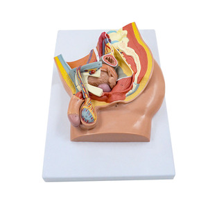 Modelo de perfil de entrepierna del cuerpo humano, modelo anatómico humano, modelo médico - Product Image 3