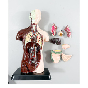 Modelo Anatómico MAXCARE MAC-L24, Modelo de Torso Humano Desmontable para Enseñanza de Anatomía Visceral, Órganos Anatómicos de PVC - Product Image 2
