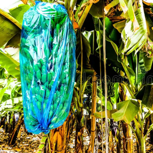 Sacs de protection des plantes de haute qualité, sacs en PP pour bananes, agriculture vietnamienne, emballage en sacs en plastique - Product Image 4