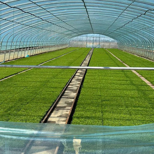 Commerciële grote enkelspannige dubbelwandige landbouwfolie-kassen voor de teelt van groenten en aardbeien - Product Image 6