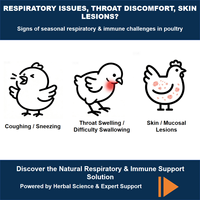 Extrait de feuilles de racine d'isatis IsatiPure pour poulets |   Extrait d'herbes de qualité alimentaire |   Soutien immunitaire respiratoire naturel |