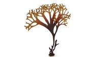 Poudre d'algues irlandaises pour marque privée, extrait de mousse brute irlandaise 6kg