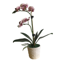 Bunga Anggrek Pot Pink Buatan, Bunga Anggrek Pot Sentuhan Asli 38Cm Batang Tunggal