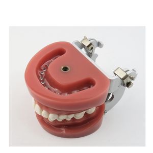 ฮาร์ดกัม28ชิ้นโมเดลฟันฟันฟันมาตรฐานพร้อมข้อต่อ FE - Product Image 4