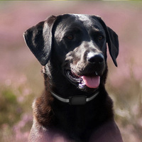 Système de suivi GPS pour chien EV200, version améliorée, étanche, classique, Android IOS, entraînement pour chien, suivi LED, carte SIM 2G, collier pour animal de compagnie