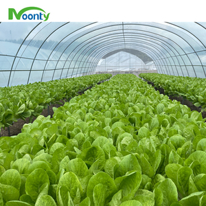 Túnel de un solo tramo de invernadero agrícola para cultivo de vegetales/Cultivos/<span class=keywords><strong>hierbas</strong></span>/lechugas/tomates/Flores/arándanos en zona tropical - Product Image 4