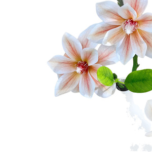Arreglo de Flores Artificiales de Magnolia, Hecho a Mano con Seda, Decoración Moderna para el Hogar, Accesorios para Bodas - Product Image 5