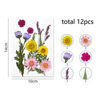 Fleurs pressées naturelles multicolores pour artisanat DIY, fleurs préservées en gros