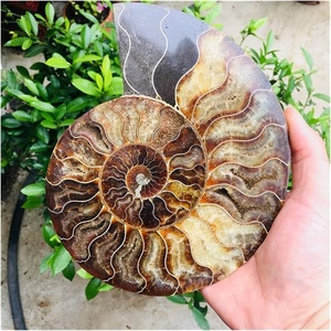 Fossile di Ammonite Naturale all'Ingrosso, Esemplare Minerale, Cristallo Decorativo per Casa e Regalo Festivo - Product Image 3