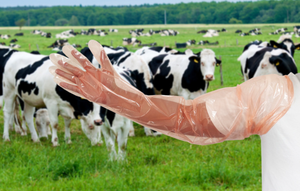 Máquina Rontech Totalmente Automática <span class=keywords><strong>de</strong></span> Alta Velocidad para Fabricar Guantes Largos Desechables <span class=keywords><strong>de</strong></span> Plástico PE, Impermeable, 3.5kW, 220V, Fácil <span class=keywords><strong>de</strong></span> Operar - Product Image 2