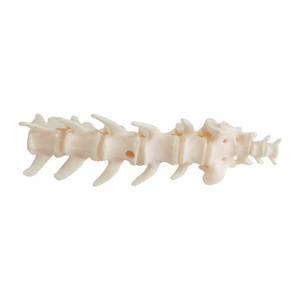 Columna Lumbar de perro con modelo de coxis, disección veterinaria, modelo de esqueleto canino Animal, modelo de columna Vertebral, enseñanza de mascotas - Product Image 5