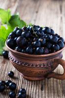 Poudre d'extrait de cassis de qualité industrielle, Anthocyanidine 5%-25%, Poudre de cassis