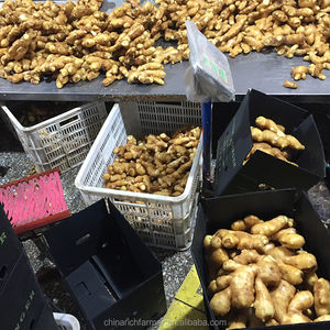 하이 퀄리티 큰 크기 중국 신선한 생강 - Product Image 5