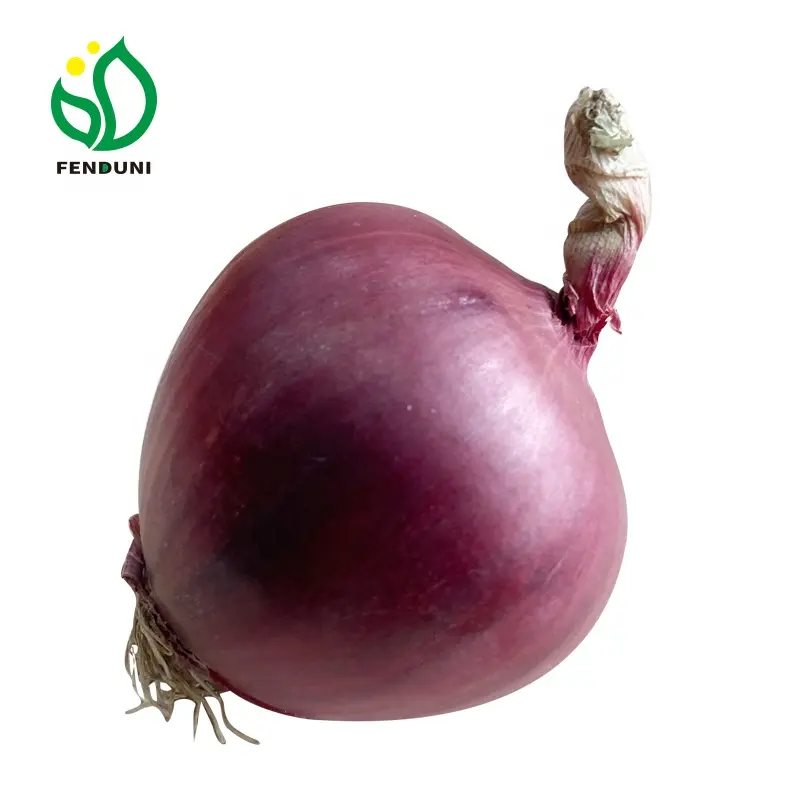 Import/Export Chinese Fresh Red Onions Wholesale Price in low