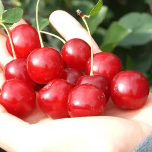Prix de gros poudre de cerise naine chinoise extrait de cerise naine chinoise pure poudre de cerise naine chinoise - Product Image 2